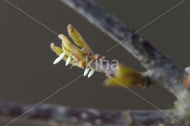 Brimstone (Gonepteryx rhamni)