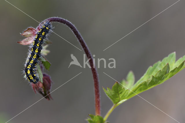 Scarlet Tiger (Callimorpha dominula)