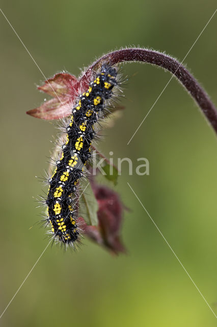 Scarlet Tiger (Callimorpha dominula)