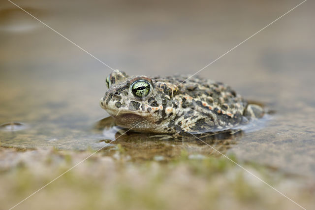 Rugstreeppad (Bufo calamita