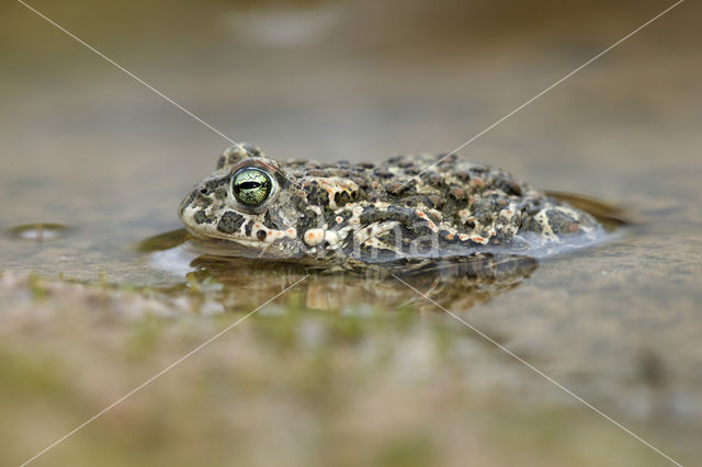 Rugstreeppad (Bufo calamita