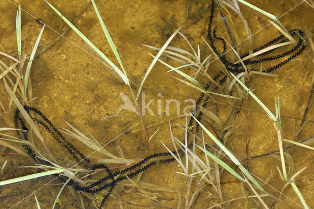 Natterjack toad (Bufo calamita