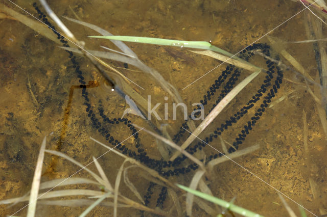 Natterjack toad (Bufo calamita