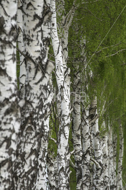 Birch (Betula)