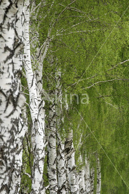 Birch (Betula)