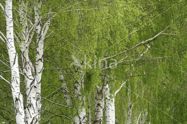 Birch (Betula)