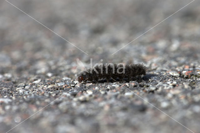 Four-dotted Footman (Cybosia mesomella)