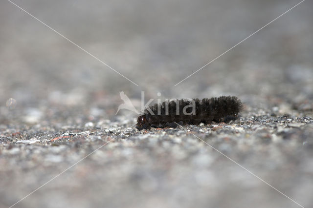 Four-dotted Footman (Cybosia mesomella)