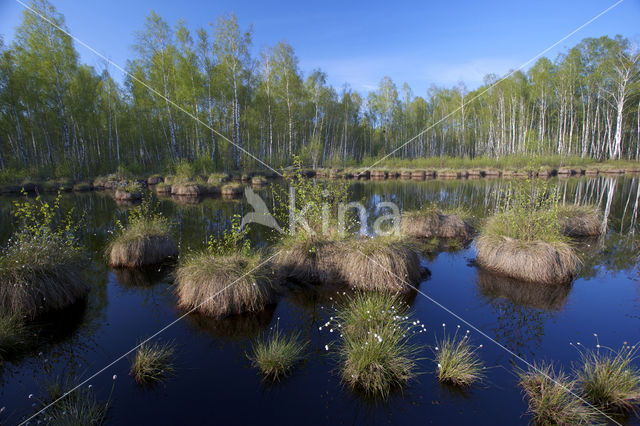 Hare's-tail Cottongrass (Eriophorum vaginatum)