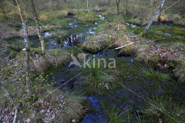 Bog-moss (Sphagnum spec.)