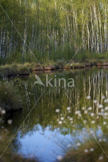 Hare's-tail Cottongrass (Eriophorum vaginatum)