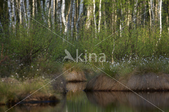 Hare's-tail Cottongrass (Eriophorum vaginatum)