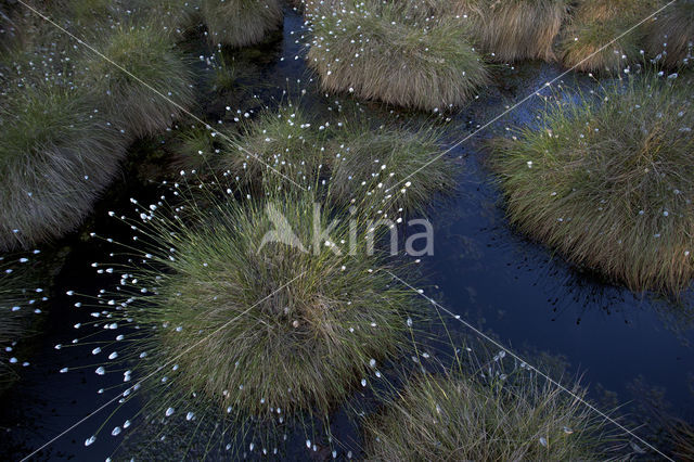 Hare's-tail Cottongrass (Eriophorum vaginatum)