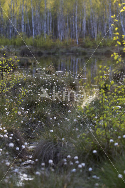 Eenarig wollegras (Eriophorum vaginatum)