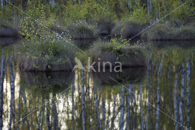 Hare's-tail Cottongrass (Eriophorum vaginatum)