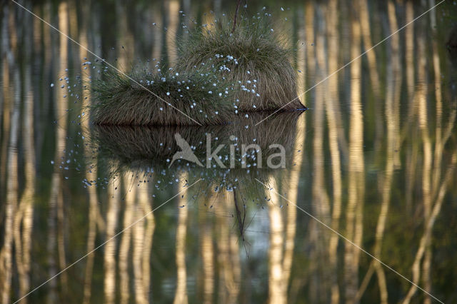 Hare's-tail Cottongrass (Eriophorum vaginatum)