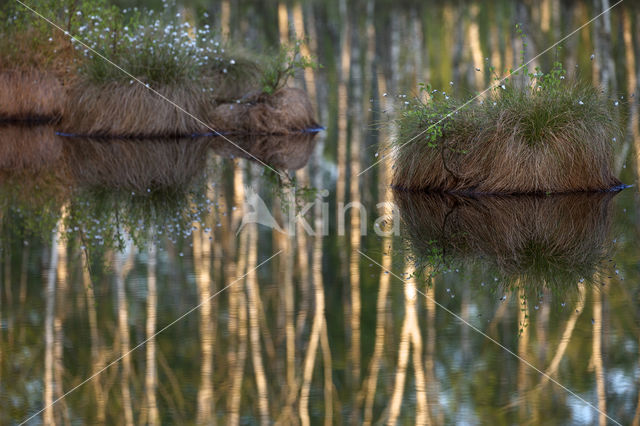 Hare's-tail Cottongrass (Eriophorum vaginatum)