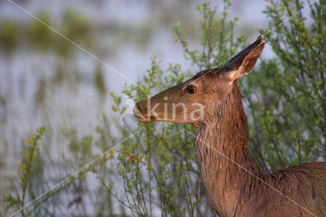 Red Deer (Cervus elaphus)