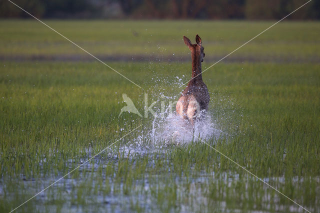 Red Deer (Cervus elaphus)