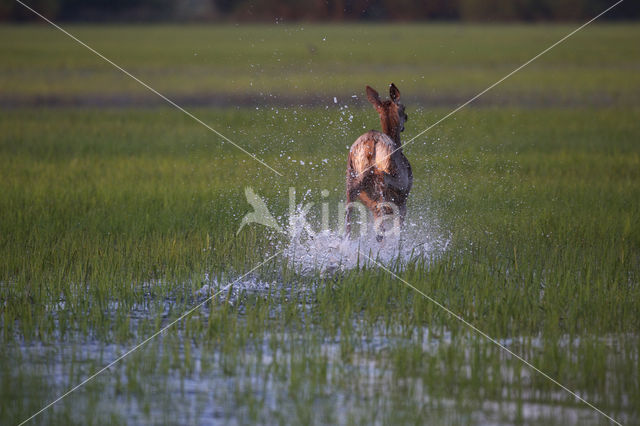 Red Deer (Cervus elaphus)