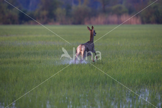 Red Deer (Cervus elaphus)