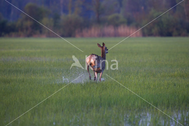 Red Deer (Cervus elaphus)