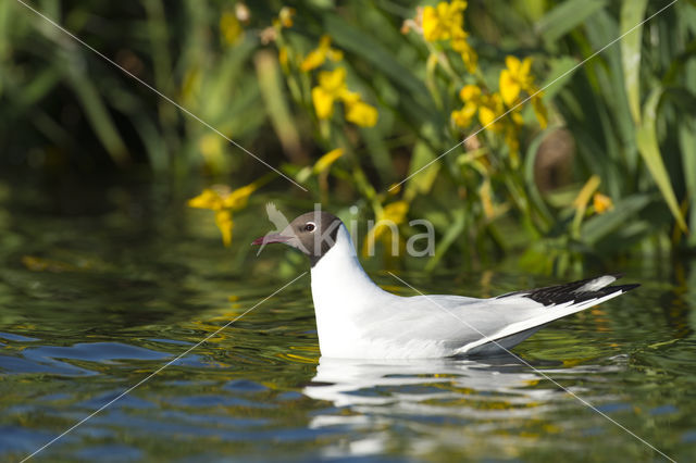 Black-headed Gull (Larus ridibundus)