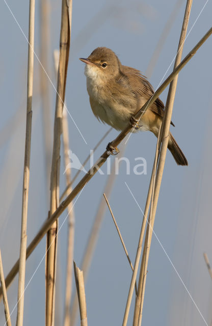 Eurasian Reed-Warbler (Acrocephalus scirpaceus)