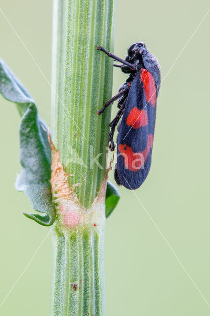 Froghopper (Cercopis vulnerata)