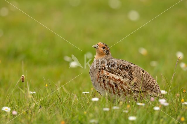 Grey Partridge (Perdix perdix)