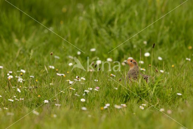 Grey Partridge (Perdix perdix)