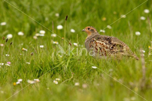 Grey Partridge (Perdix perdix)