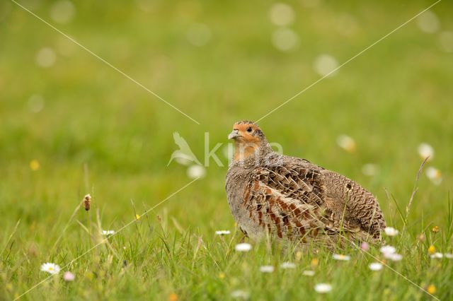 Grey Partridge (Perdix perdix)