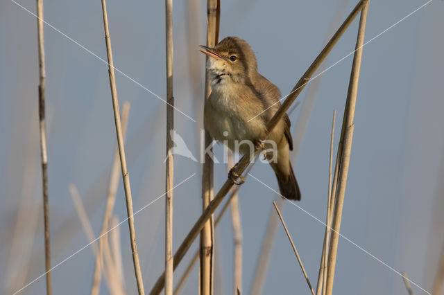 Eurasian Reed-Warbler (Acrocephalus scirpaceus)