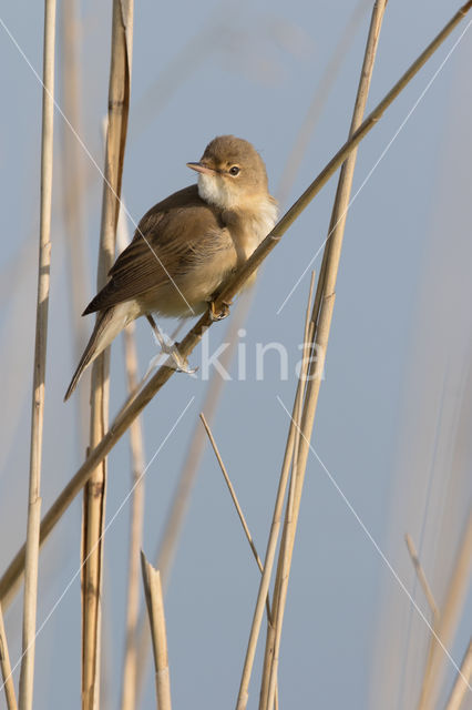 Eurasian Reed-Warbler (Acrocephalus scirpaceus)