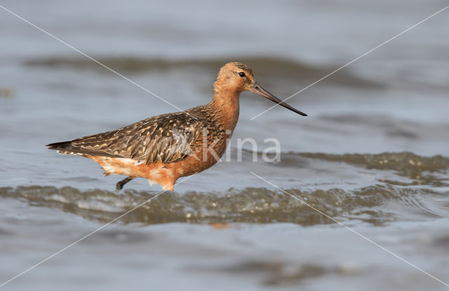 Bar-tailed Godwit (Limosa lapponica)