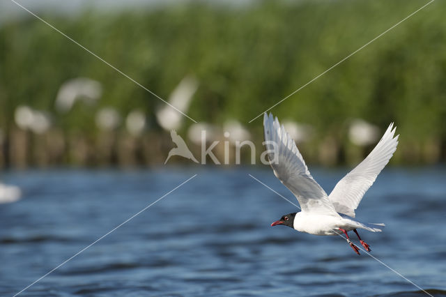 Mediterranean Gull (Larus melanocephalus)