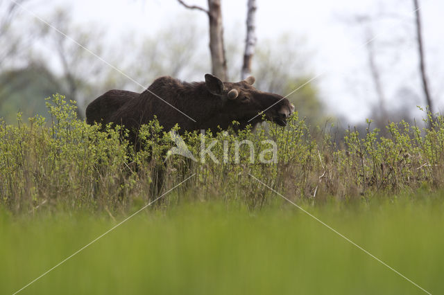 Eland (Alces alces)