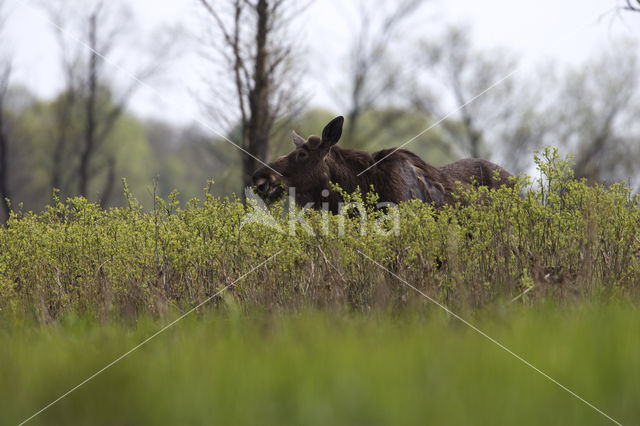 Eland (Alces alces)