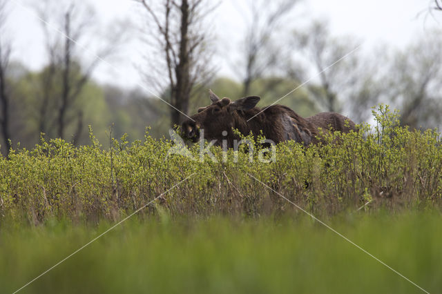 Elk (Alces alces)