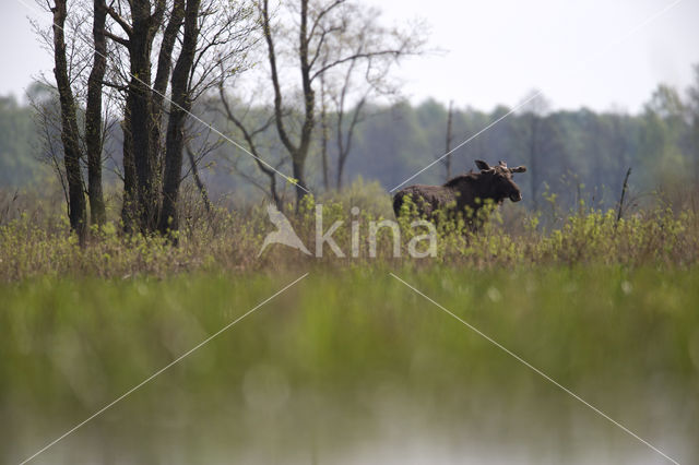 Eland (Alces alces)