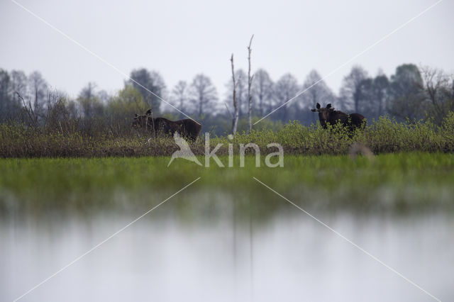 Eland (Alces alces)