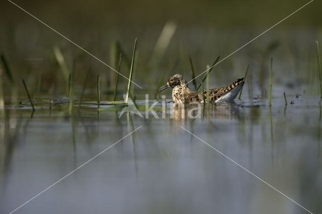 Ruff (Philomachus pugnax)