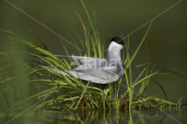 Whiskered Tern (Chlidonias hybridus)