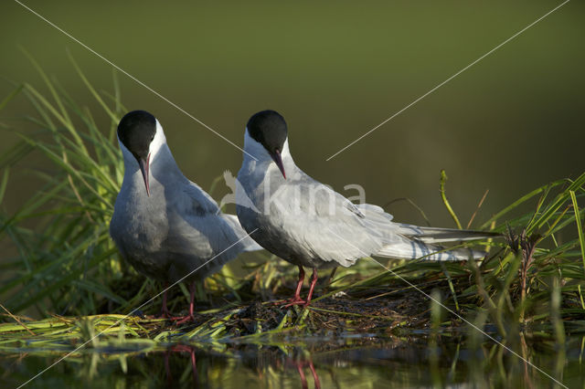 Whiskered Tern (Chlidonias hybridus)