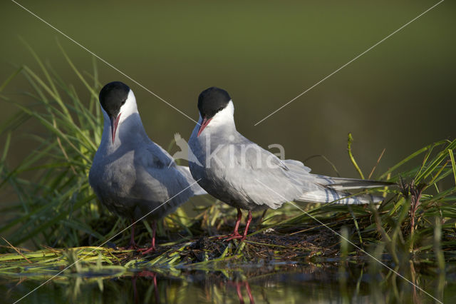 Witwangstern (Chlidonias hybridus)