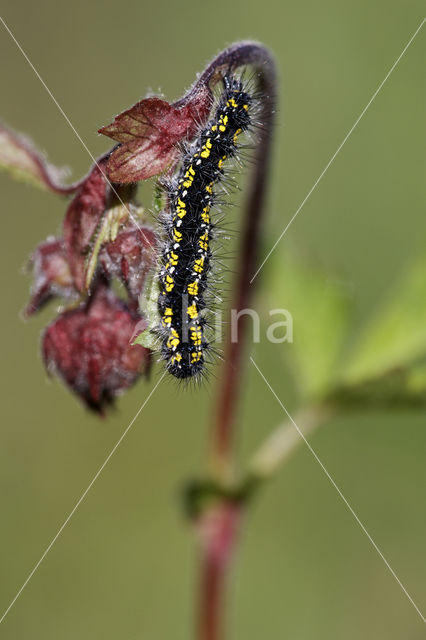 Scarlet Tiger (Callimorpha dominula)