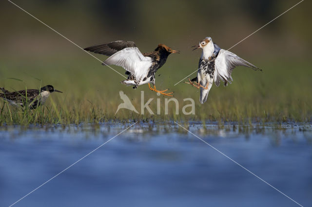 Ruff (Philomachus pugnax)