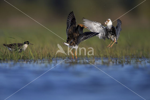 Kemphaan (Philomachus pugnax)