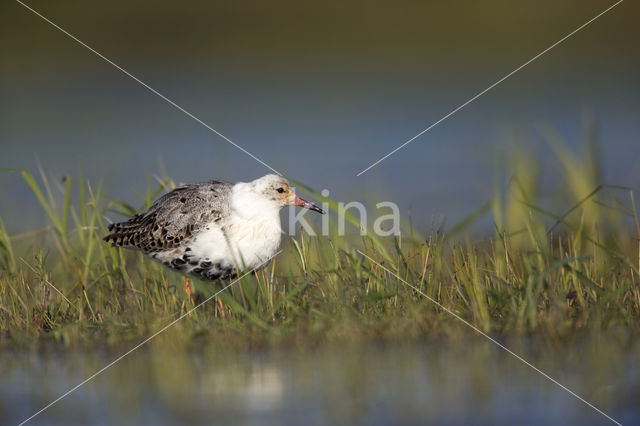 Kemphaan (Philomachus pugnax)